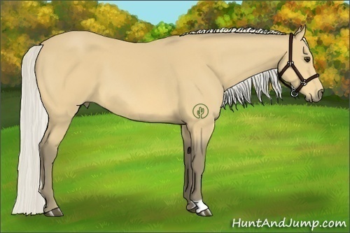 Horse Color:Silver Buckskin 