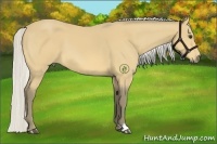 Horse Color:Silver Buckskin 
