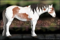 Horse Color:White Spotted Bay Splash  and White Spotted Buckskin Splash 