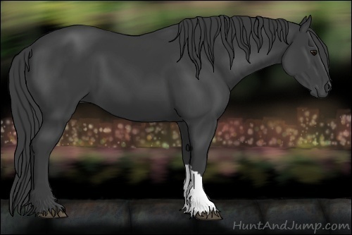 Horse Color:Smoky Black 