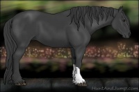 Horse Color:Smoky Black 
