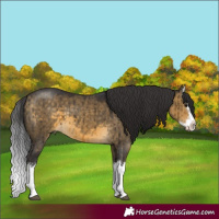 Horse Color:Buckskin Dun Sabino Splash Brindle