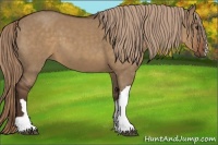 Horse Color:Liver Red Dun
