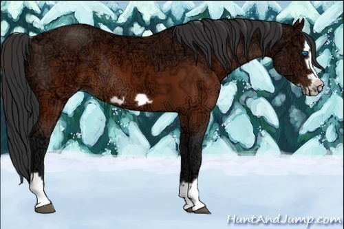 Horse Color:Brown Ice Splash Frame Rabicano 