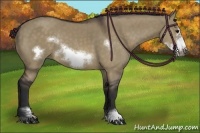 Horse Color:Brown Dun Sabino Frame Rabicano 