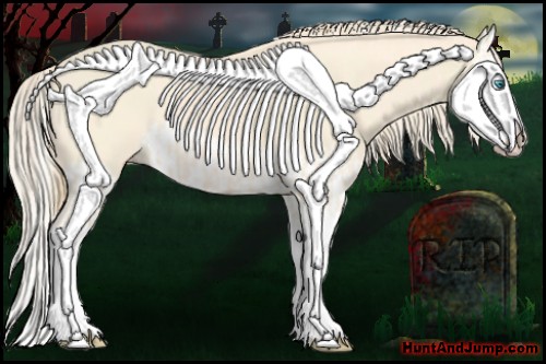 Horse Color:Cremello Splash  and Perlino Splash 