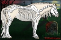 Horse Color:Cremello Splash and Perlino Splash