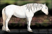 Horse Color:Buckskin Roan Pearl Blanket  and Buckskin Roan Pearl Blanket 