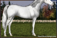 Horse Color:Cremello Splash Near Leopard  and Cremello Splash Near Leopard 
