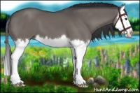 Horse Color:Black Splash