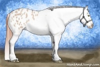 Horse Color:Amber Champagne Dun Appaloosa 