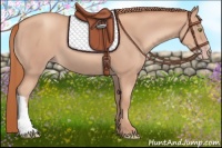 Horse Color:Gold Champagne 