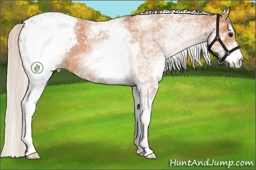 Horse Color:White Spotted Silver Bay Roan Appaloosa 