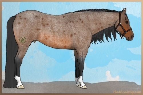 Horse Color:Bay Roan 