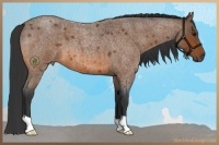 Horse Color:Bay Roan 