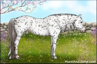 Horse Color:Liver Red Roan Appaloosa 