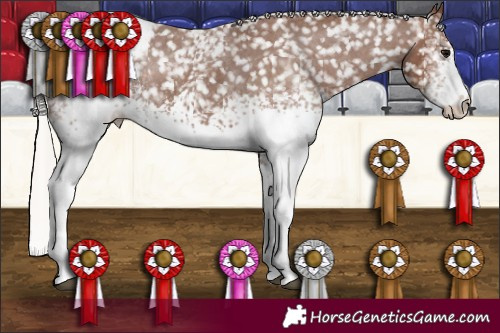 Horse Color:White Spotted Silver Black Appaloosa 