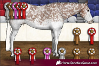 Horse Color:White Spotted Silver Black Appaloosa 