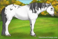 Horse Color:White Spotted Blue Roan Splash Frame Appaloosa 