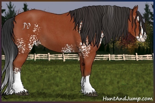 Horse Color:White Spotted Bay Roan Splash