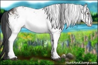 Horse Color:White Spotted Buckskin