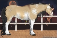 Horse Color:White Spotted Bay Dun