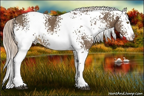 Horse Color:White Spotted Chocolate Palomino Splash