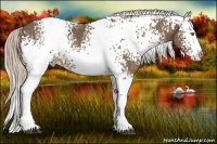 Horse Color:White Spotted Chocolate Palomino Splash