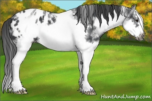 Horse Color:White Spotted Blue Roan Splash Frame Appaloosa 