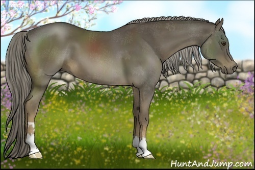 Horse Color:Chocolate Palomino 