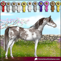 Horse Color:White Spotted Liver Chestnut Splash 