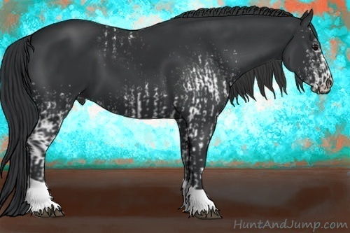 Horse Color:White Spotted Black  and Black 