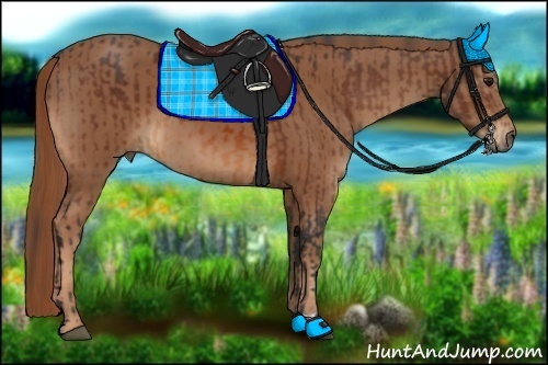 Horse Color:Bay  and Chestnut 