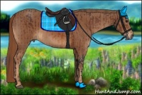 Horse Color:Bay and Chestnut