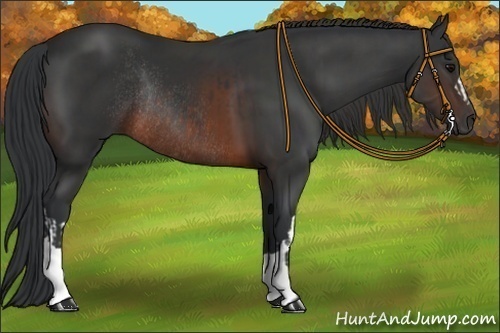 Horse Color:Brown Rabicano  and Brown Rabicano 