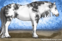 Horse Color:White Spotted Blue Roan Splash Frame Varnish