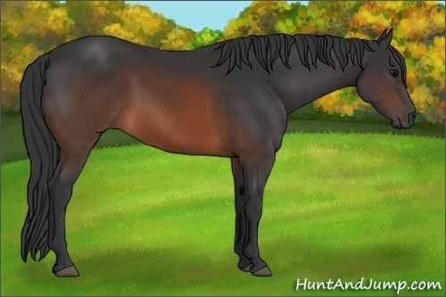Horse Color:Brown 