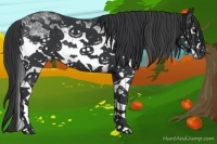 Horse Color:White Spotted Black Sabino