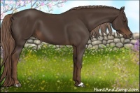 Horse Color:Liver Chestnut 