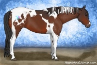Horse Color:Bay Tobiano Appaloosa 