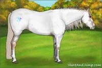 Horse Color:Palomino Appaloosa 