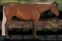 Horse Color:Silver Bay 