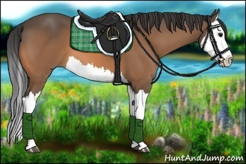 Horse Color:Buckskin Splash 