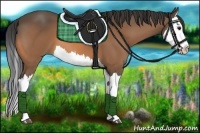 Horse Color:Buckskin Splash 