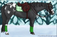 Horse Color:Black Appaloosa