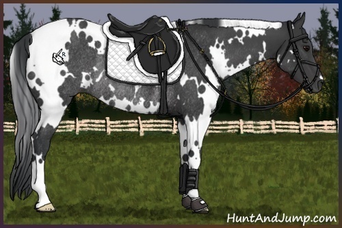 Horse Color:White Spotted Black Rabicano 