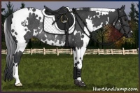 Horse Color:White Spotted Black Rabicano