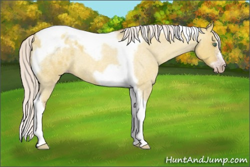 Horse Color:Gray Silver Amber Cream Champagne Roan Dun Splash Tobiano Frame Appaloosa Rabicano 