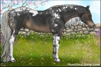 Horse Color:Liver Chestnut Tobiano