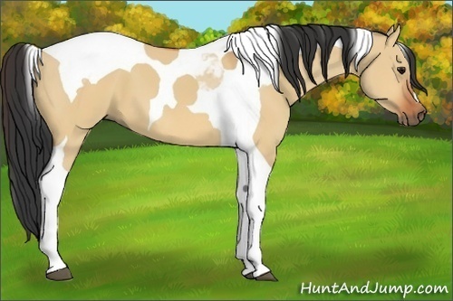 Horse Color:Bay Dun Tobiano